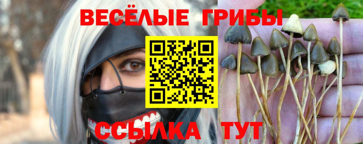 Псилоцибиновые грибы Cubensis  Вход с VPN  Йошкар-Ола 